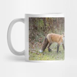 A lone Red Fox Mug